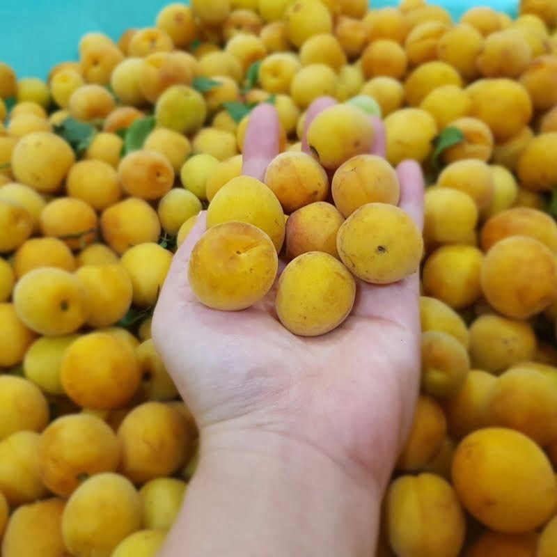 Mơ có tác dụng làm sáng mắt