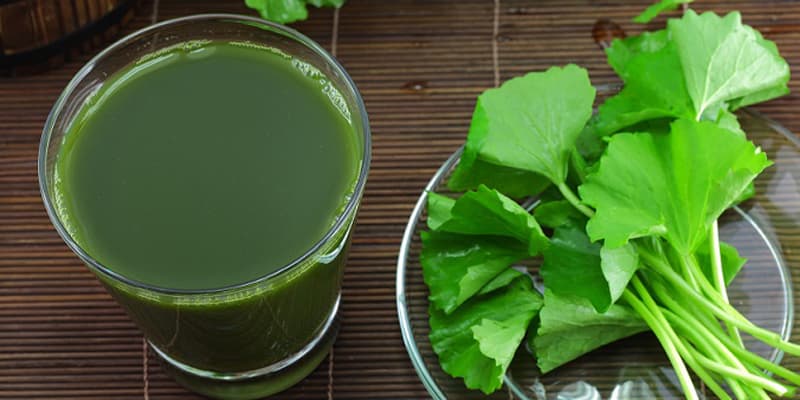 Nước rau má giúp lợi sữa