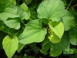 Rau diếp cá thanh nhiệt giải độc cơ thể
