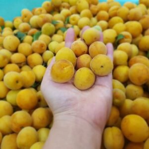 Chọn quả mơ vô cùng quan trọng
