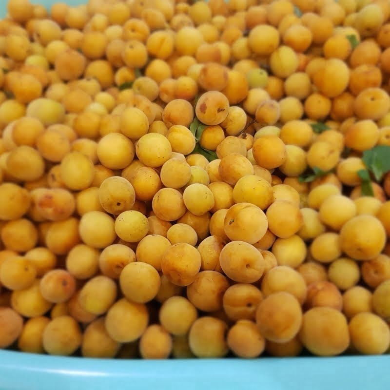 Mơ ngâm theo tỷ lệ chuẩn