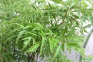 Đun lá đinh lăng lấy nước uống