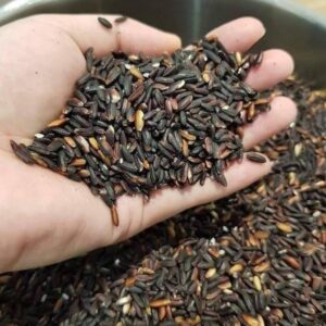 Gạo nếp cẩm trồng nhiều ở Điện Biên