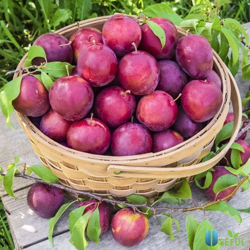 Quả mận được nhiều người yêu thích vì sự giòn ngọt