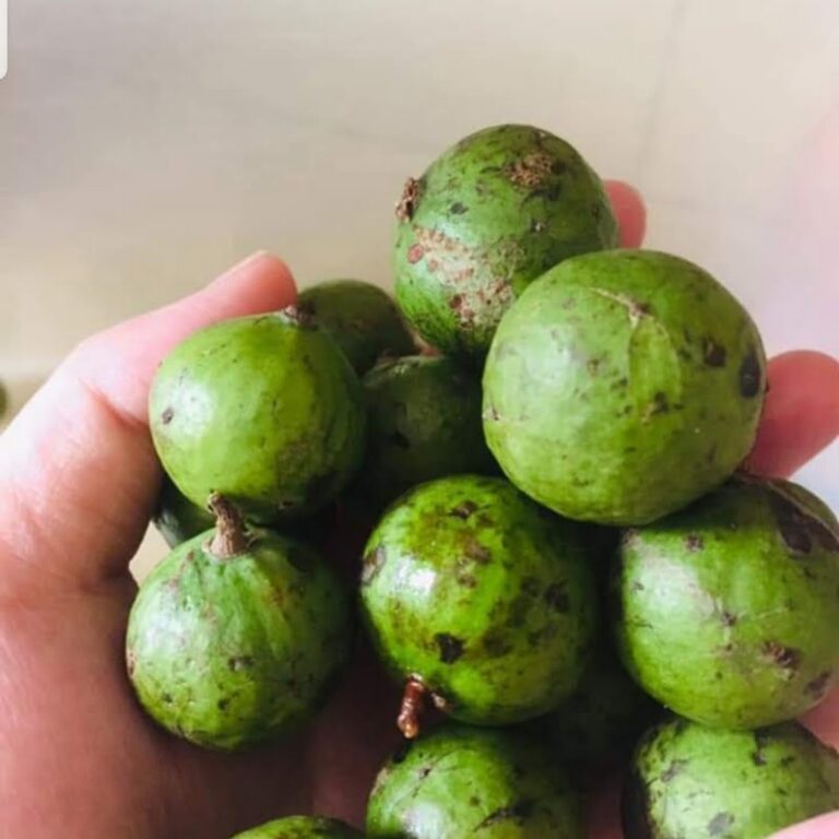 Sấu có màu xanh khá đẹp mắt