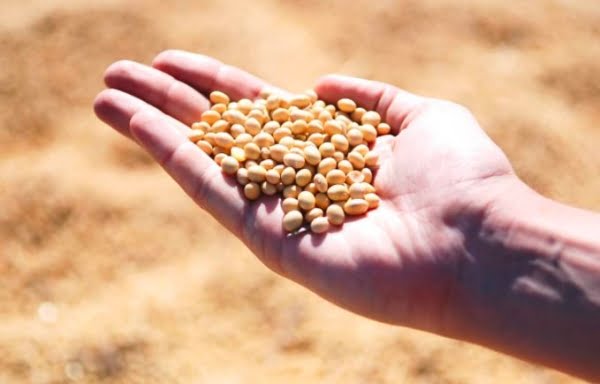 Đậu nành có nhiều lợi ích cho sức khỏe con người