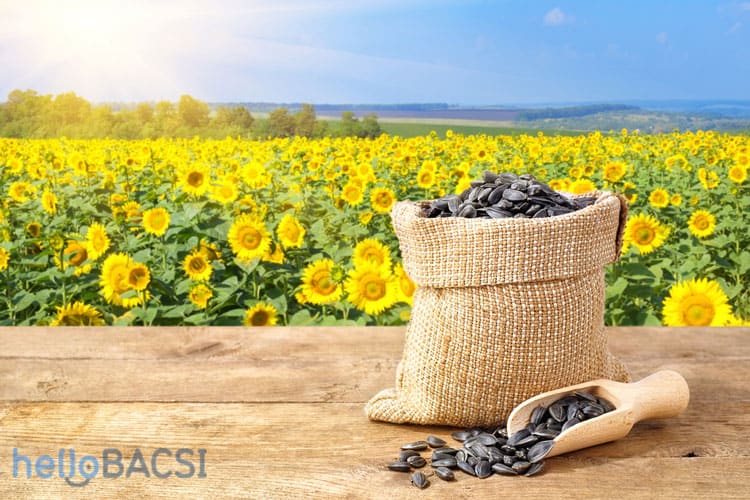 hạt hướng dương và các loại hạt khác là nguồn dinh dưỡng tốt cho da.