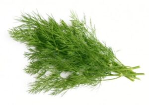 Thì là là loại thảo dược nổi tiếng với hiệu quả tăng nguồn sữa.
