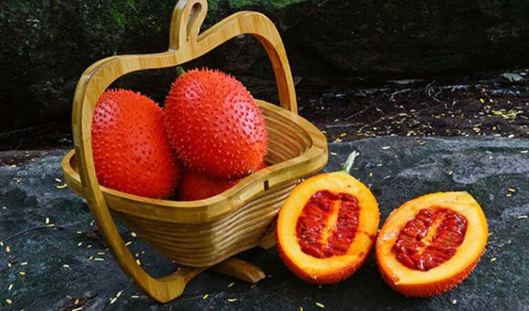 Gấc có nhiều công dụng chữa bệnh cho con người