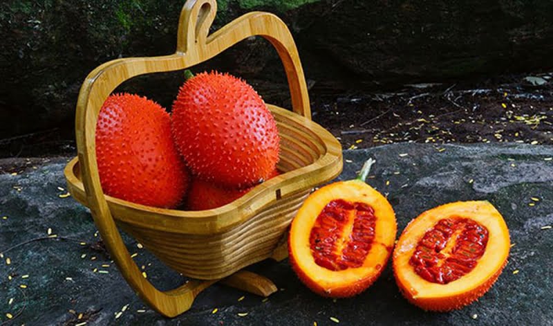Gấc có nhiều công dụng chữa bệnh cho con người