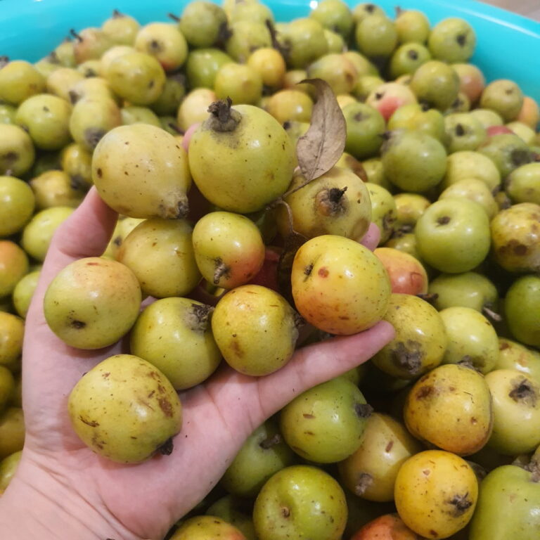 rượu táo mèo