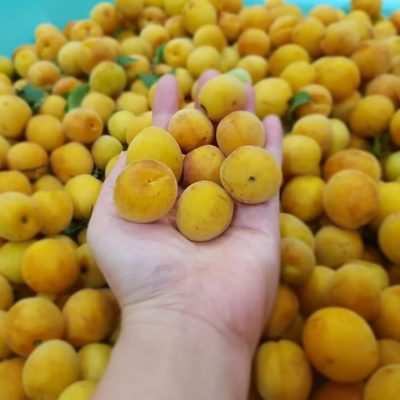 rượu mơ