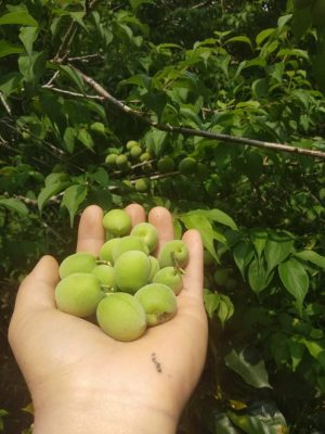 rượu mơ