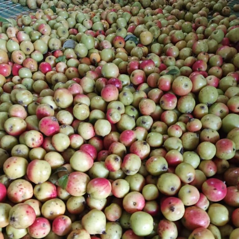 rượu táo mèo