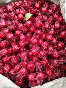 atiso đỏ có tác dụng gì