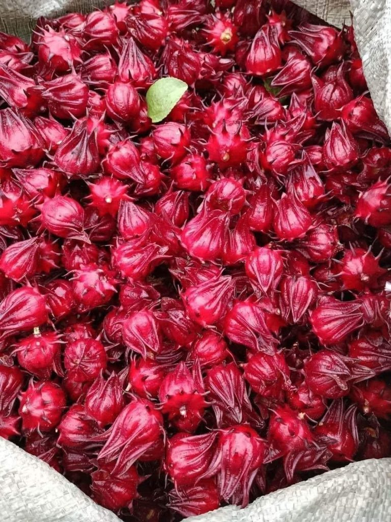 atiso đỏ có tác dụng gì