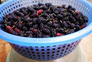 dâu tằm ngâm đường có tác dụng gì