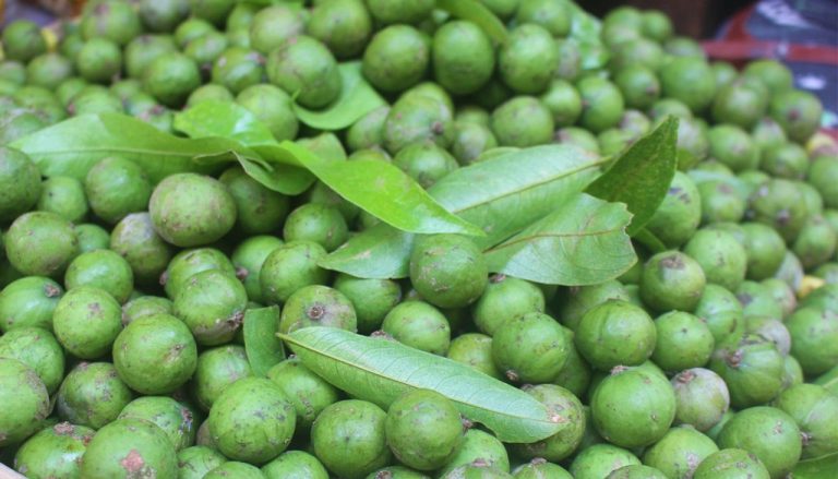 mùa sấu Hà Nội