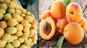 rượu mơ biên hoà